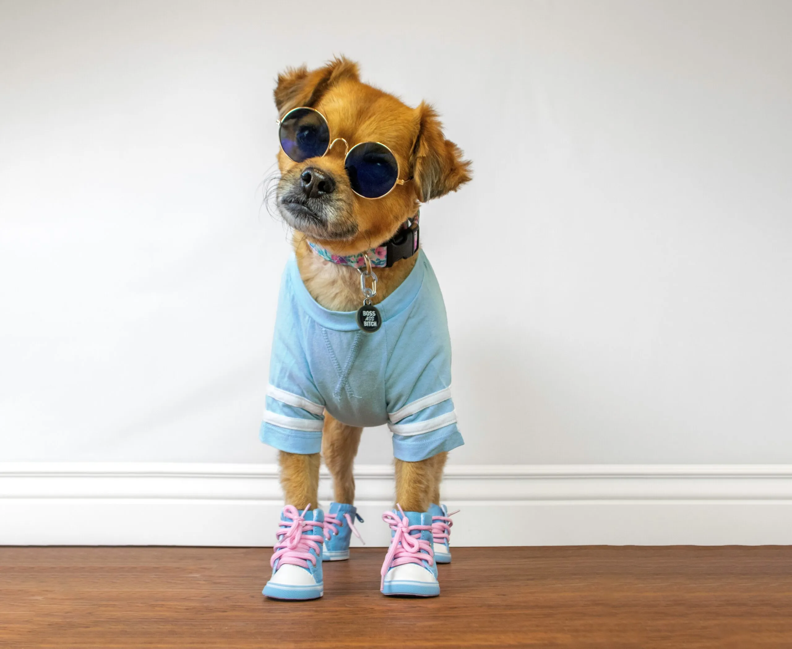 The Little Paws Fashion